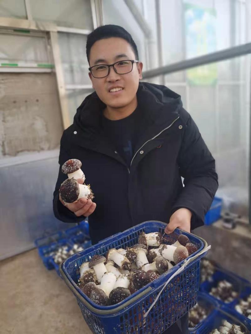 大球盖菇菌种常年生产，产品可以回收！