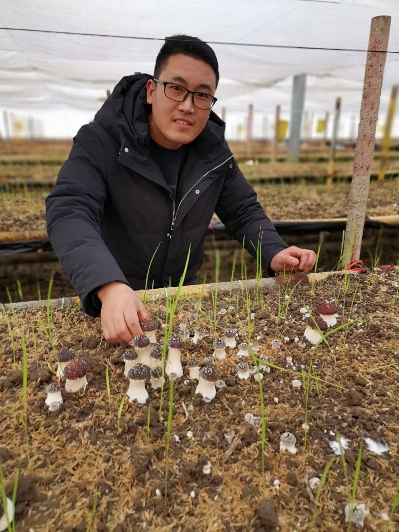 大球盖菇菌种常年生产，产品可以回收！
