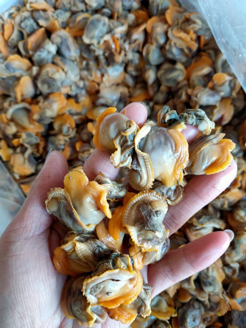 赤贝肉毛蚬肉原汁毛蚶肉东港当地鲜货现加工支持线上线下交易