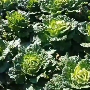 精品白菜，开始预售。