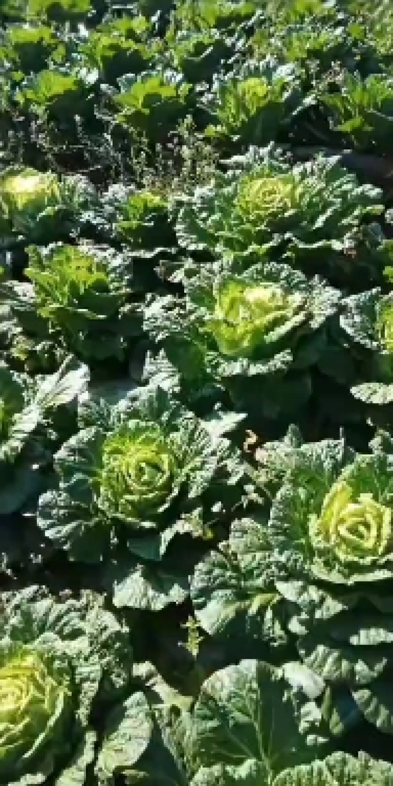 精品白菜，开始预售。