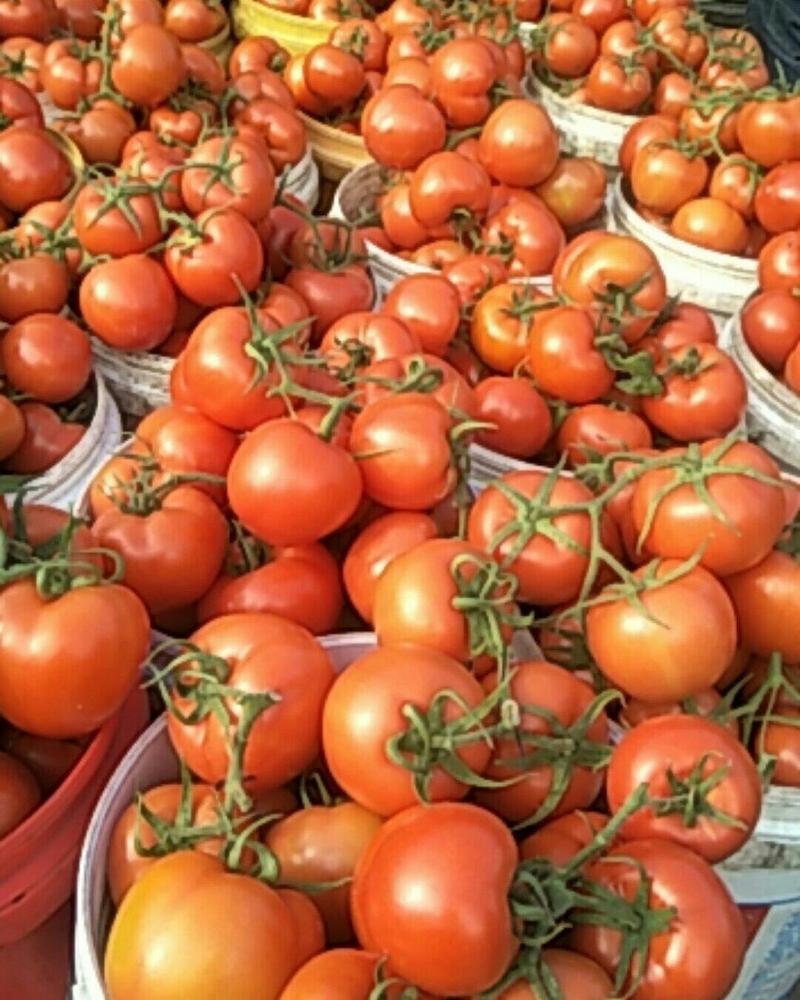 【西红柿】大红西红柿硬粉西红柿产地批发价格品质保证