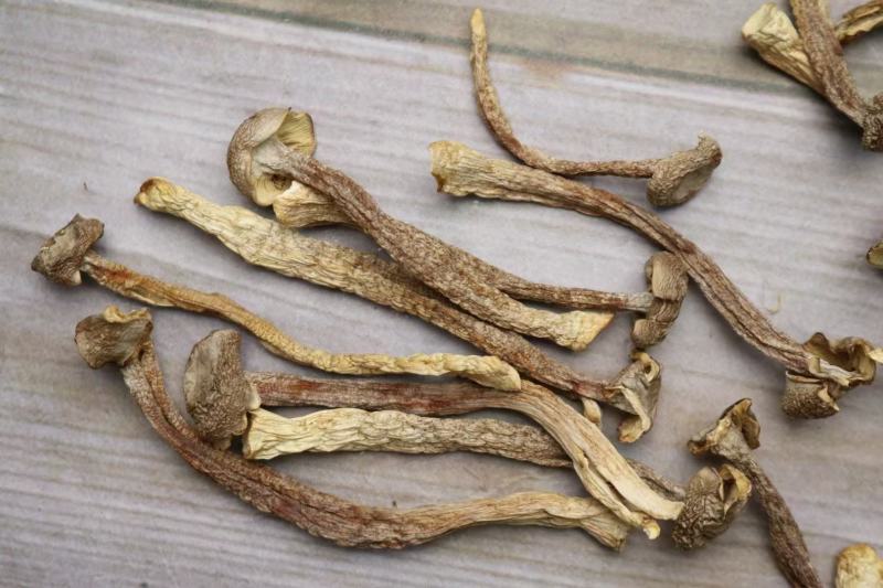 A鹿茸菌细条货足干性价比高
