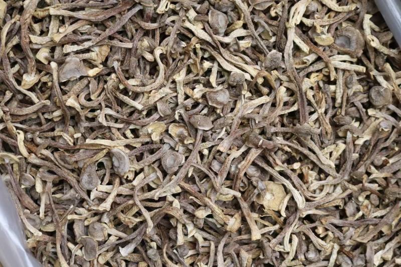 A鹿茸菌细条货足干性价比高