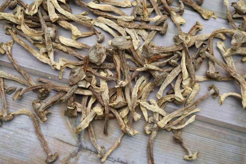 A鹿茸菌细条货足干性价比高