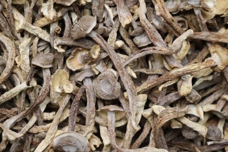 A鹿茸菌细条货足干性价比高