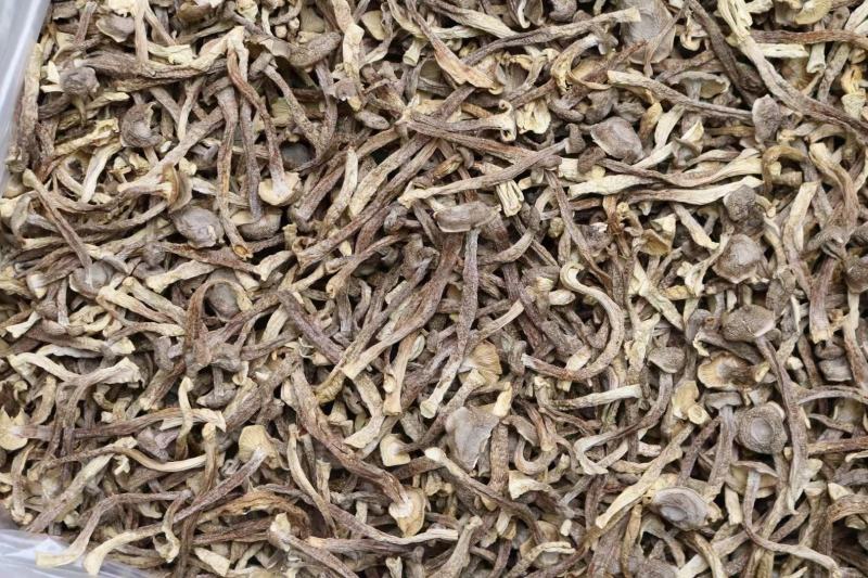 A鹿茸菌细条货足干性价比高