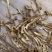 A鹿茸菌细条货足干性价比高