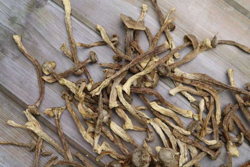A鹿茸菌细条货足干性价比高