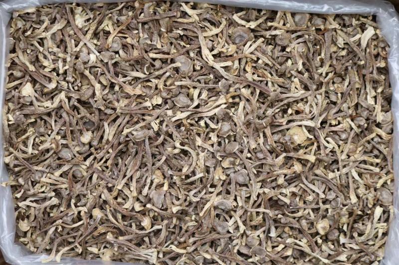 A鹿茸菌细条货足干性价比高