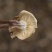 A鹿茸菌细条货足干性价比高