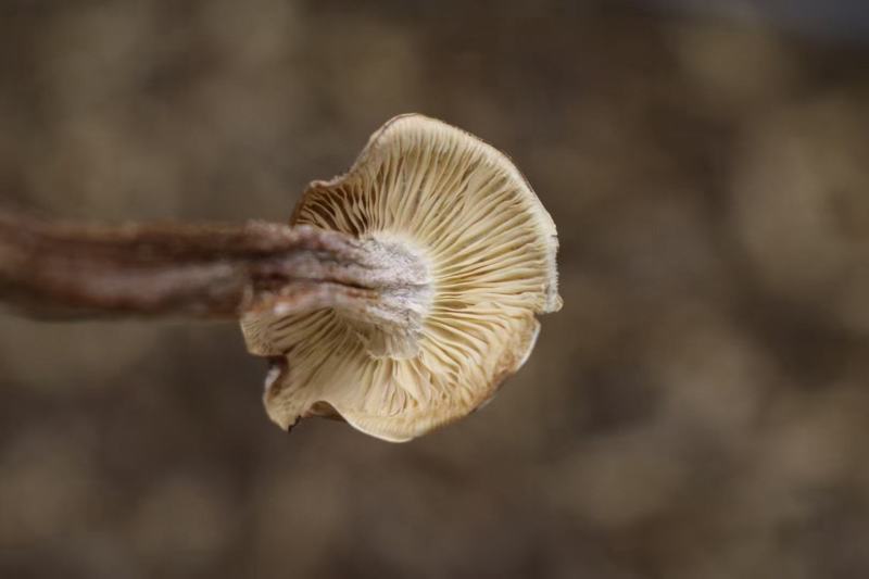 A鹿茸菌细条货足干性价比高