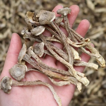 A鹿茸菌细条货足干性价比高