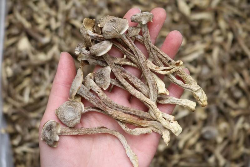 A鹿茸菌细条货足干性价比高