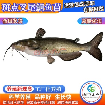 【优质精选】叉尾鮰鱼苗美国斑点叉尾鮰鱼苗淡水鱼苗