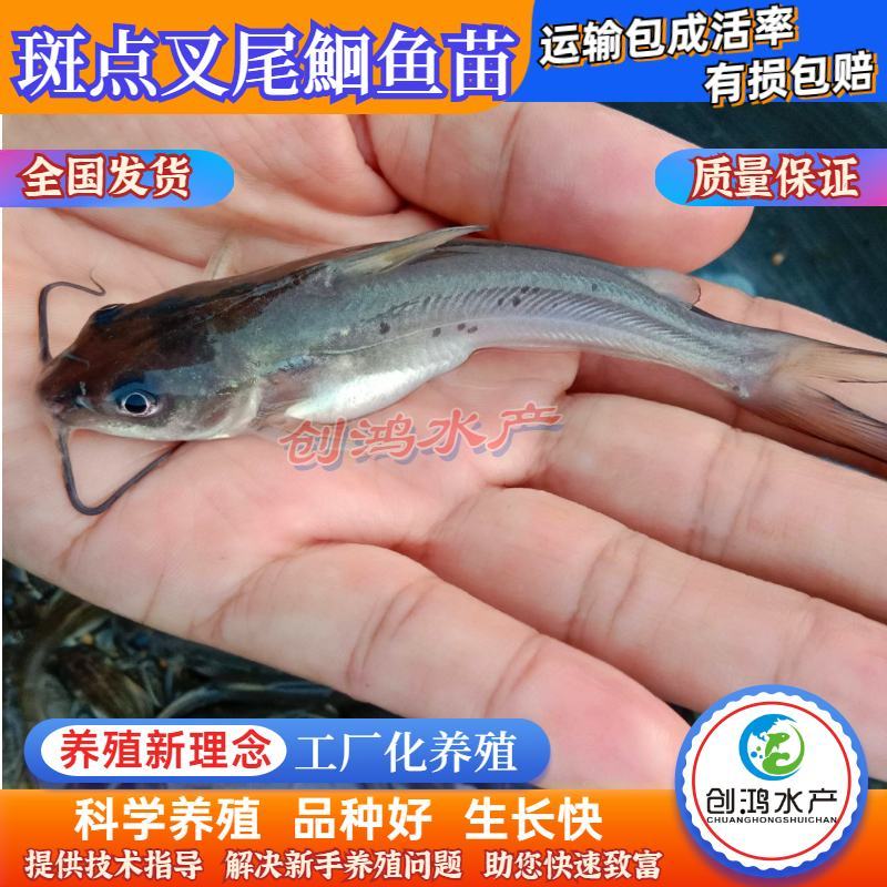【优质精选】叉尾鮰鱼苗美国斑点叉尾鮰鱼苗淡水鱼苗