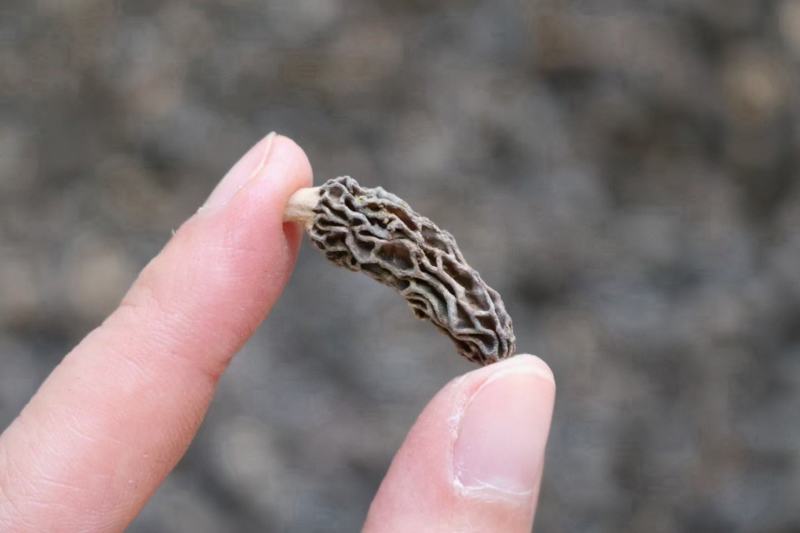 野生羊肚菌1cm食用菌
