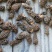 野生羊肚菌1cm食用菌