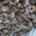 野生羊肚菌1cm食用菌