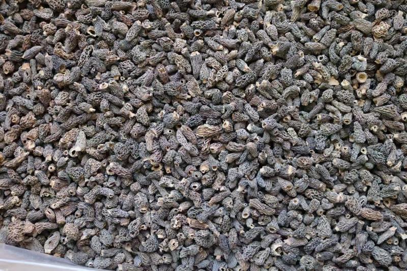 野生羊肚菌1cm食用菌