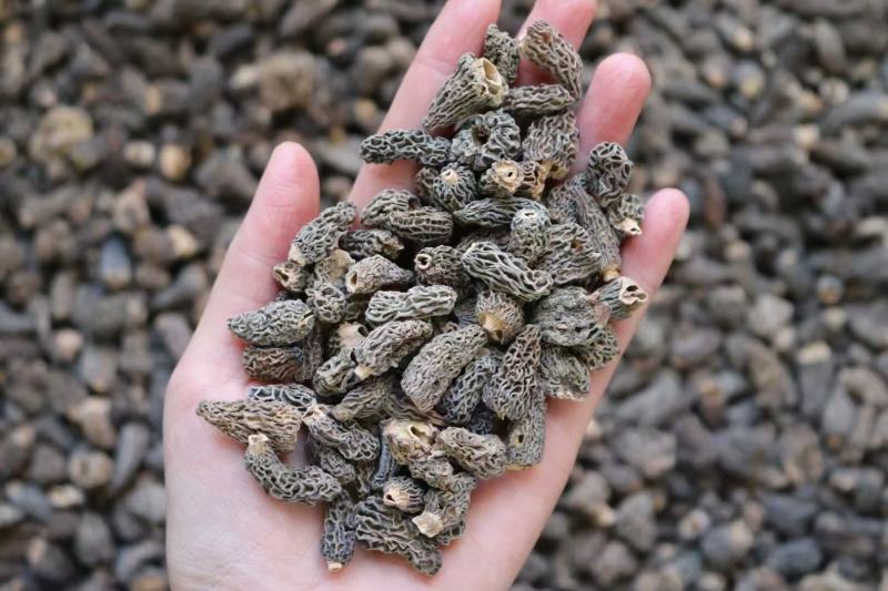 野生羊肚菌1cm食用菌