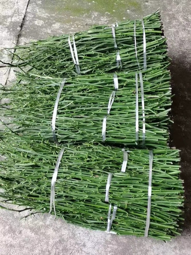 明日行枝条，明日旺，新津60号枝条，现场采剪打包发货