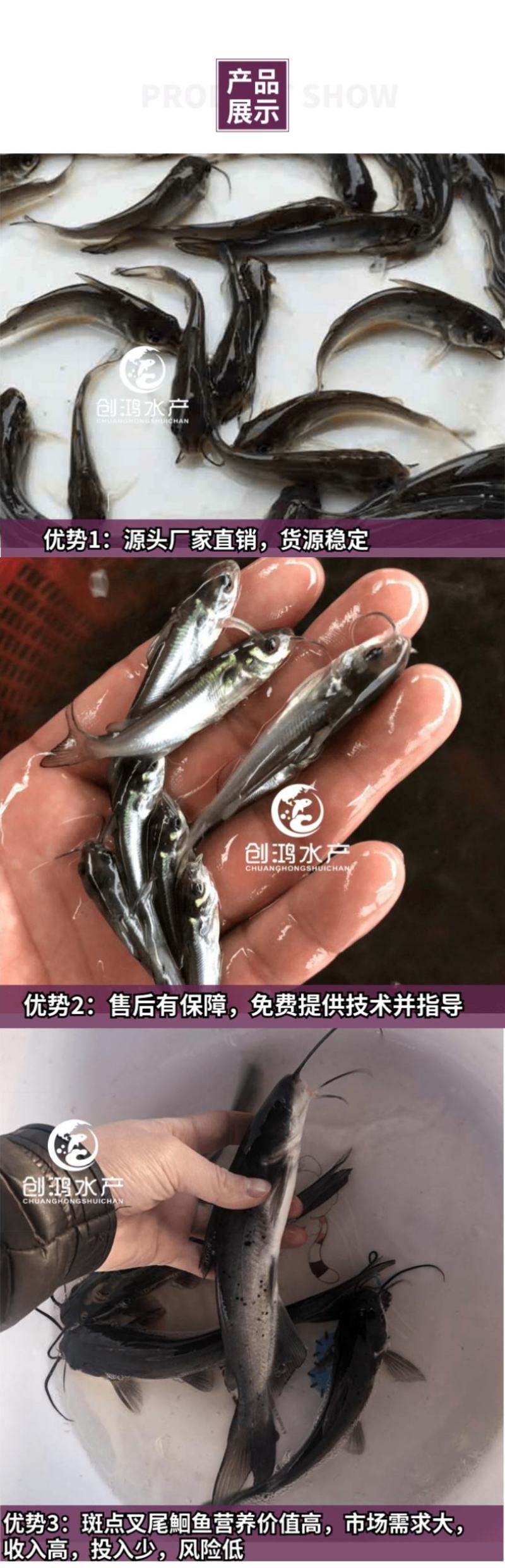 【优质精选】叉尾鮰鱼苗美国斑点叉尾鮰鱼苗淡水鱼苗
