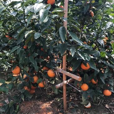 沃柑苗香橙粘红橘粘木沃柑苗健康苗提供技术支持