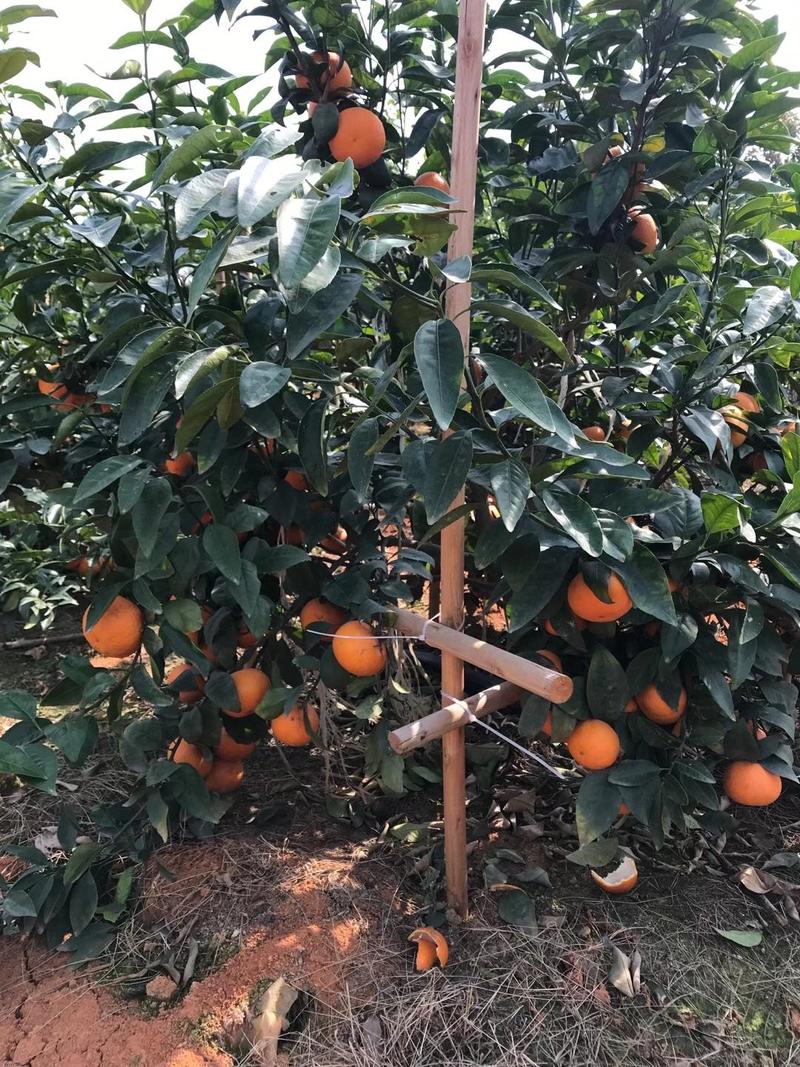 沃柑苗香橙粘红橘粘木沃柑苗健康苗提供技术支持