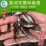 【优质精选】叉尾鮰鱼苗斑点叉尾鮰鱼苗钳鱼苗淡水鱼苗