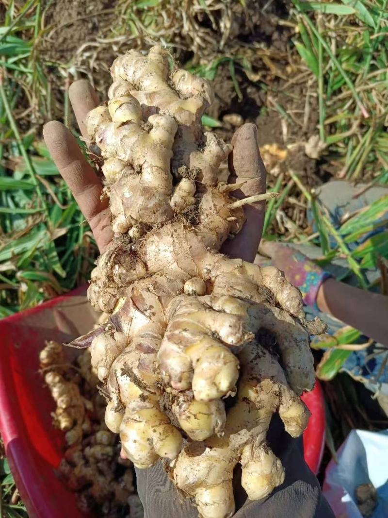 云南小黄姜品质好质量优良基地直发，欢迎采购