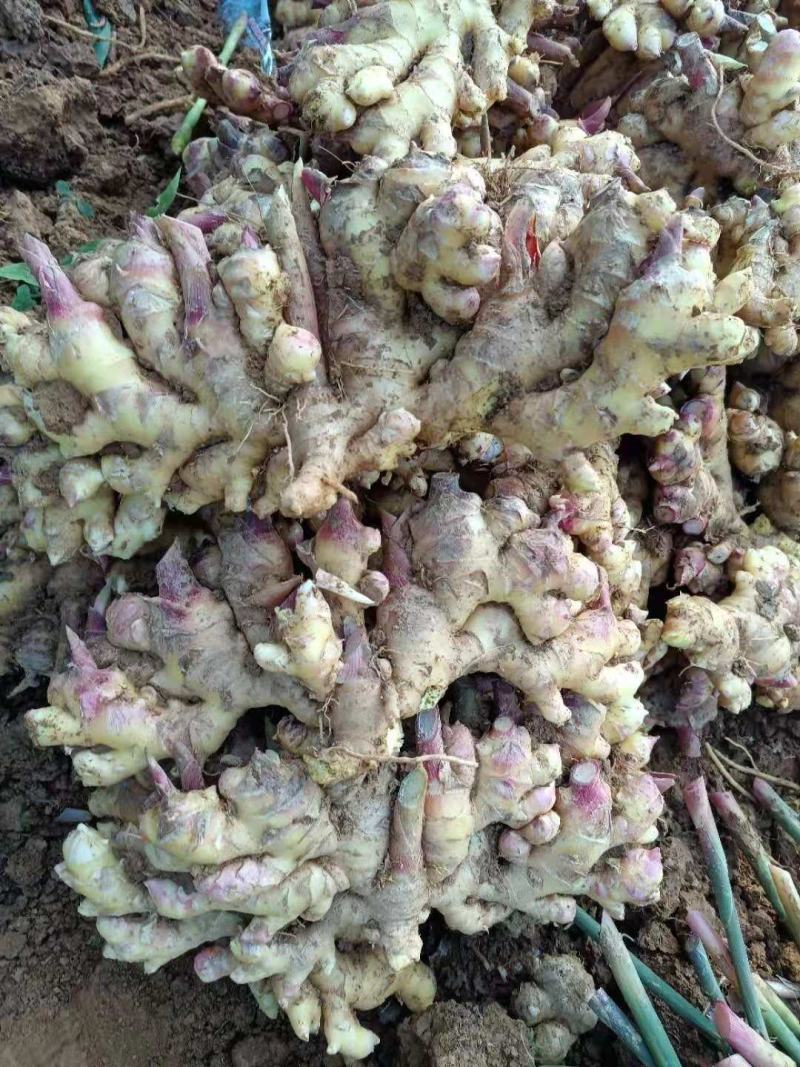 云南小黄姜品质好质量优良基地直发，欢迎采购