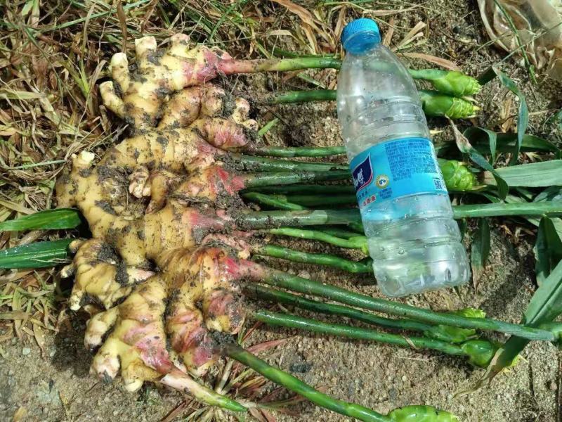 云南小黄姜品质好质量优良基地直发，欢迎采购