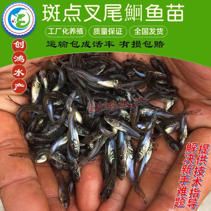 【特价销售】叉尾鮰鱼苗美国斑点叉尾鮰鱼苗叉尾钳鱼苗