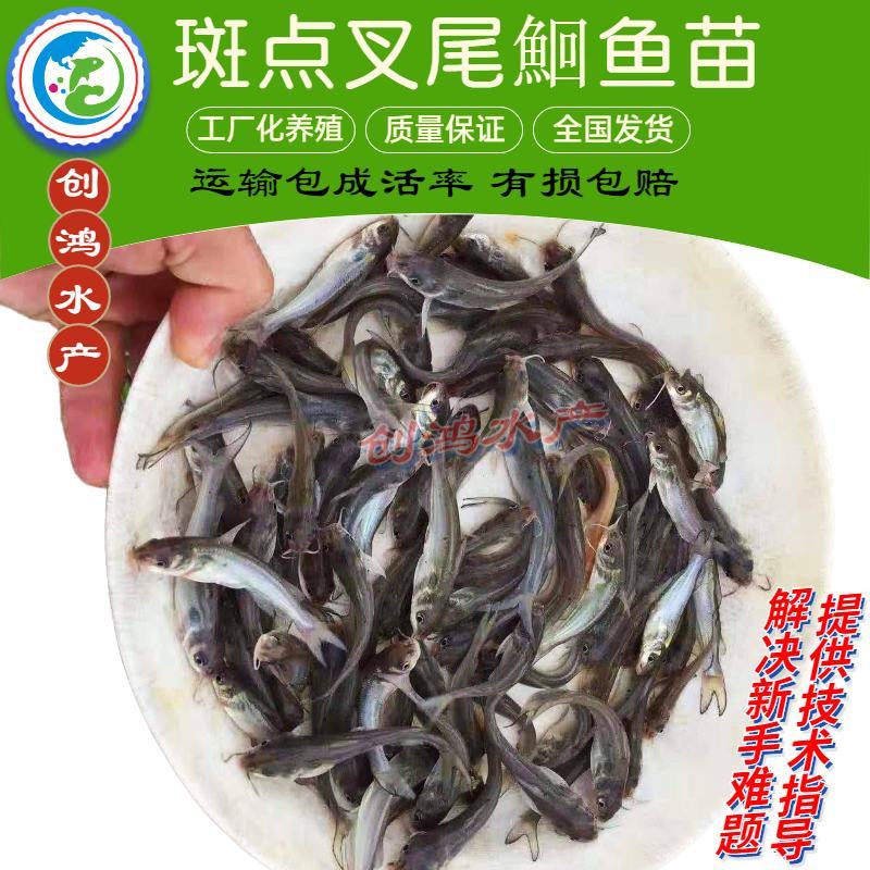 【特价销售】叉尾鮰鱼苗美国斑点叉尾鮰鱼苗叉尾钳鱼苗