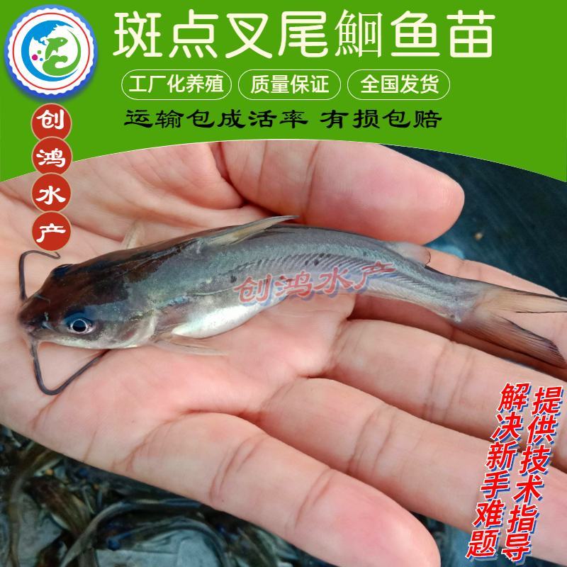 【特价销售】叉尾鮰鱼苗美国斑点叉尾鮰鱼苗叉尾钳鱼苗