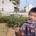 全国发货油茶苗杯苗高产嫁接两年白花油茶苗营养杯苗