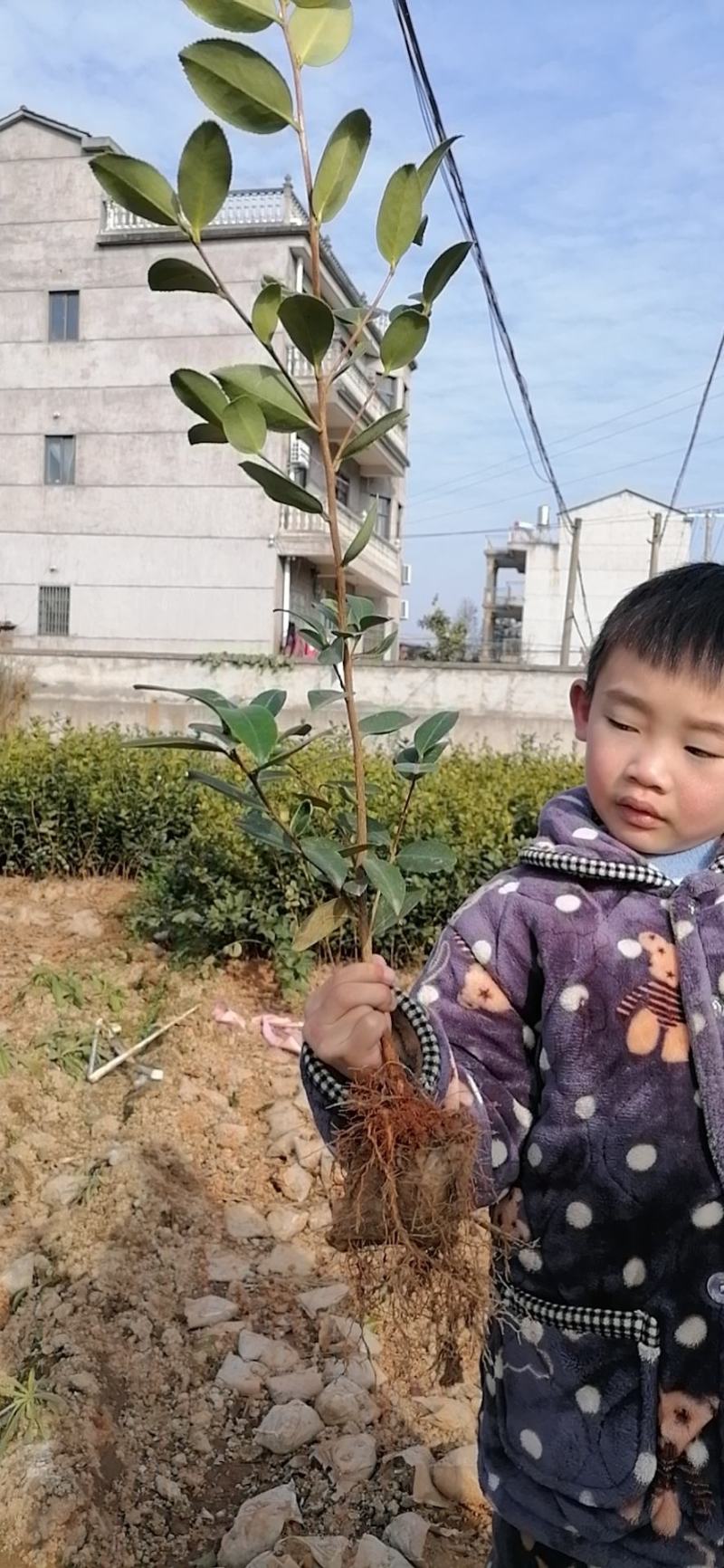 全国发货油茶苗杯苗高产嫁接两年白花油茶苗营养杯苗
