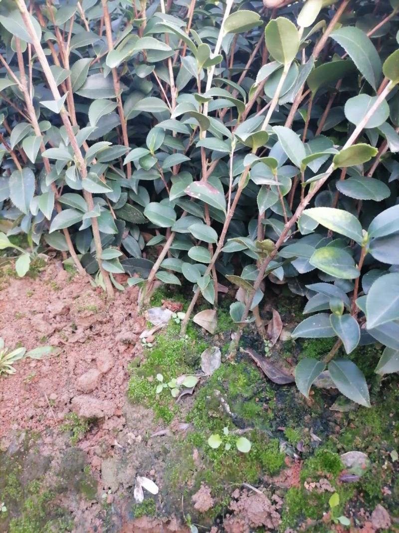全国发货油茶苗杯苗高产嫁接两年白花油茶苗营养杯苗