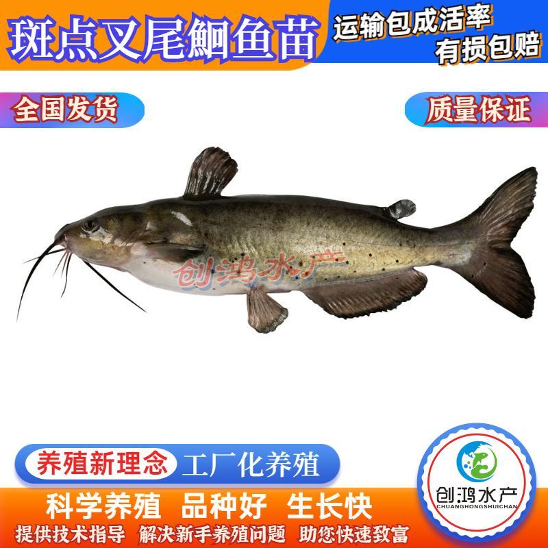 【特价销售】叉尾鮰鱼苗美国斑点叉尾鮰鱼苗叉尾鱼苗