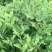 基地菊花苗，杭白菊，金丝黄菊，北京菊，贡菊，亳菊供应