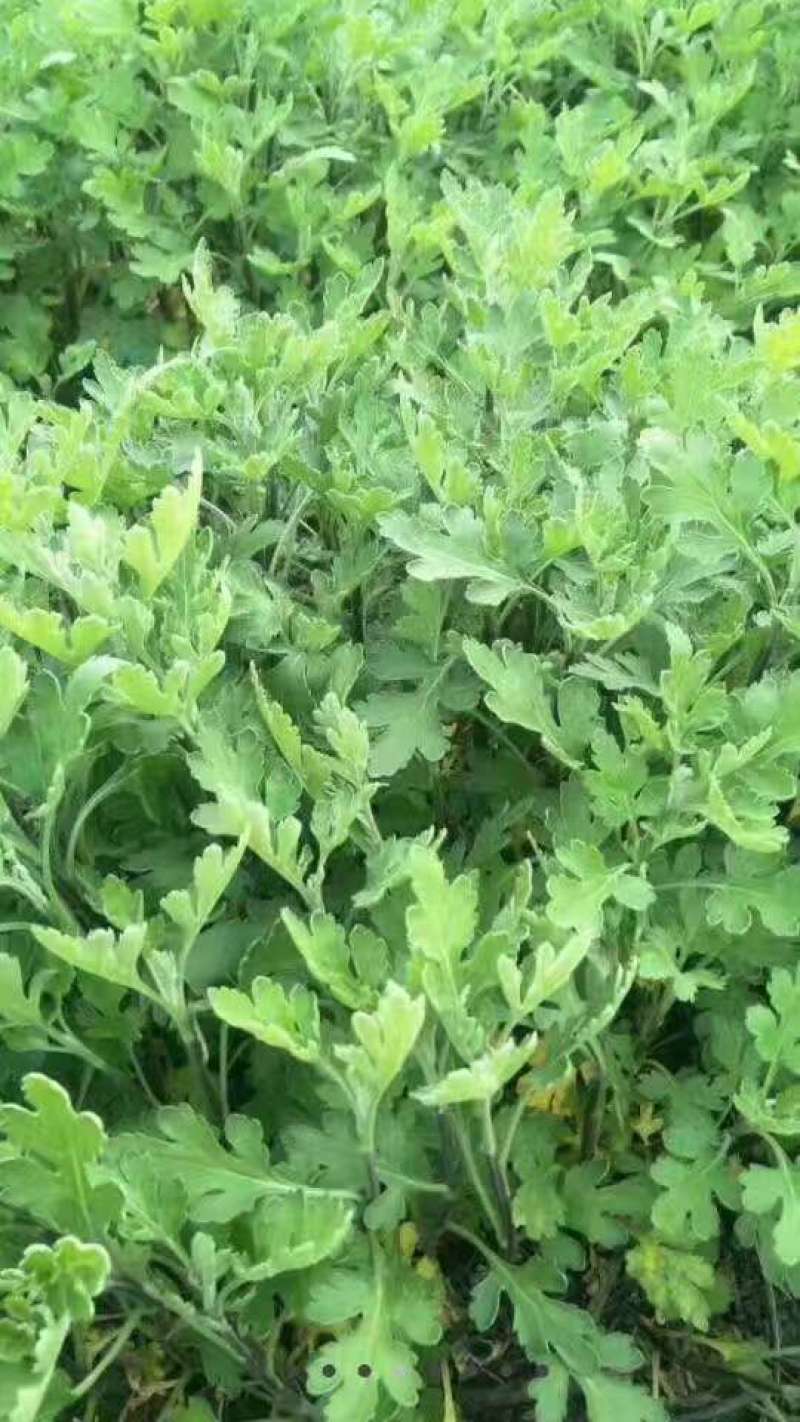 基地菊花苗，杭白菊，金丝黄菊，北京菊，贡菊，亳菊供应