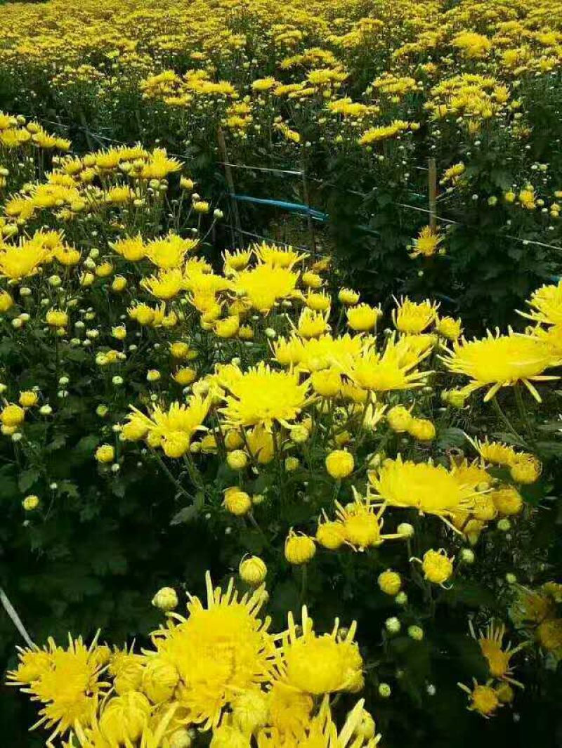 基地菊花苗，杭白菊，金丝黄菊，北京菊，贡菊，亳菊供应