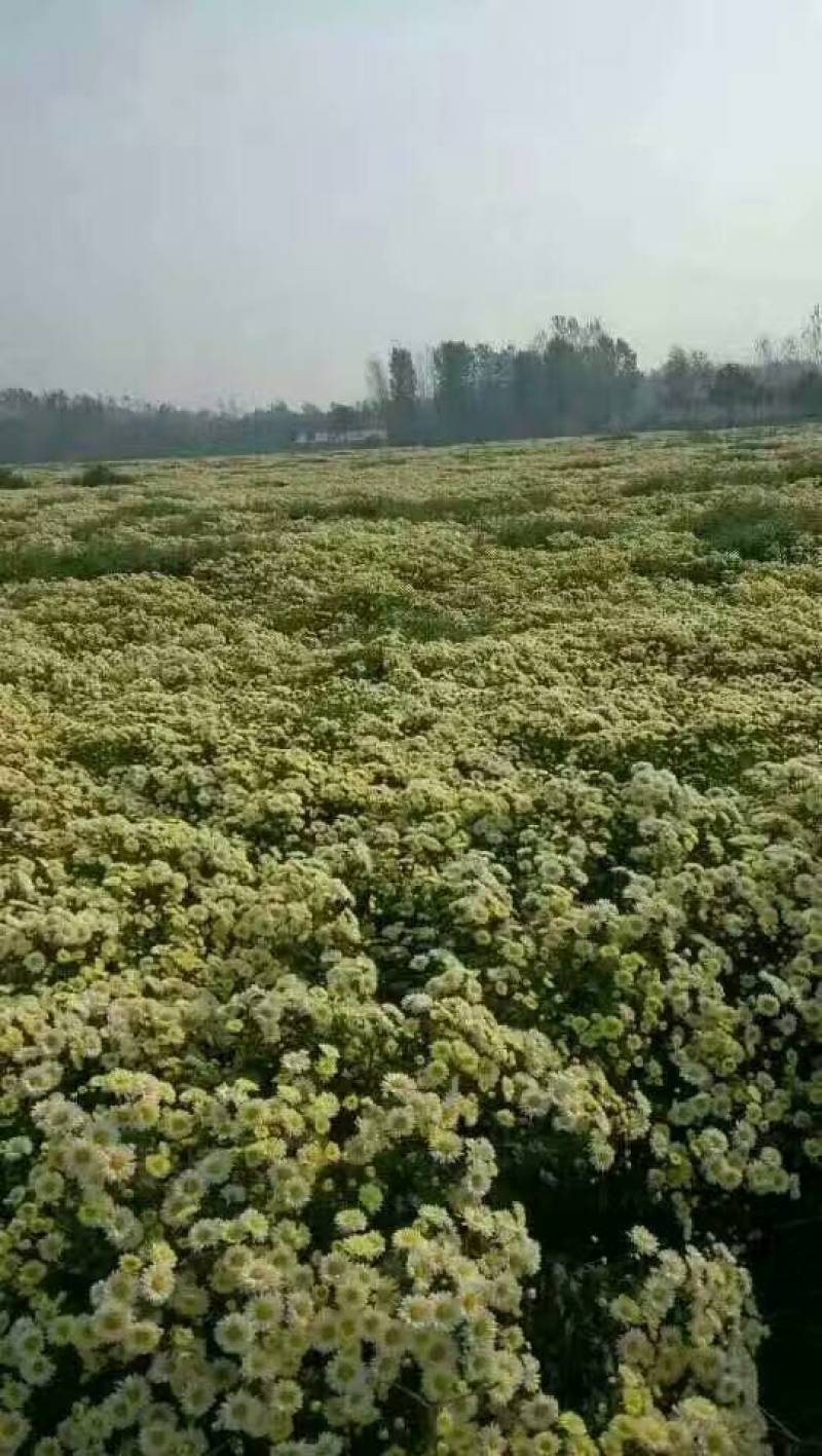 基地菊花苗，杭白菊，金丝黄菊，北京菊，贡菊，亳菊供应
