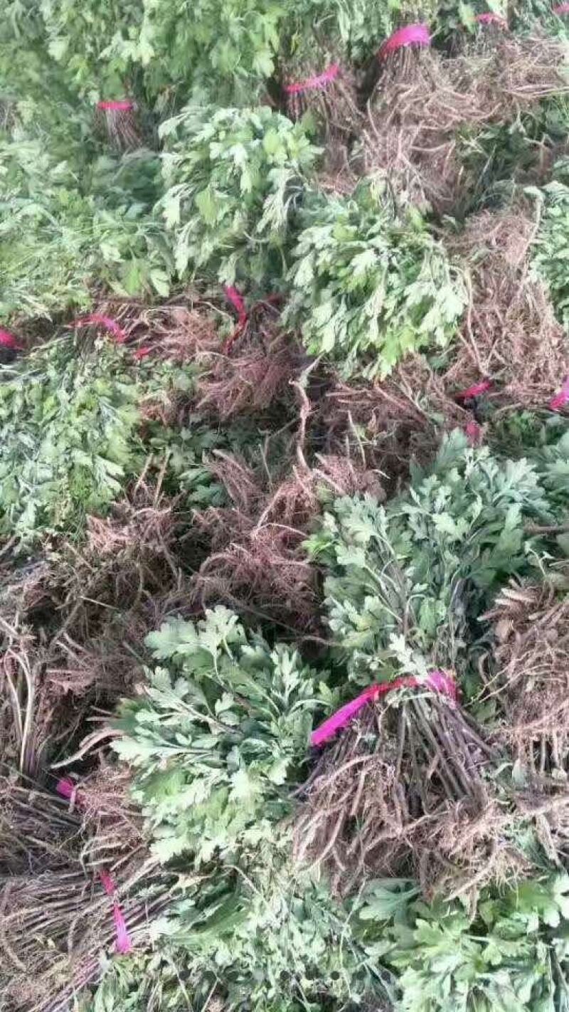 基地菊花苗，杭白菊，金丝黄菊，北京菊，贡菊，亳菊供应