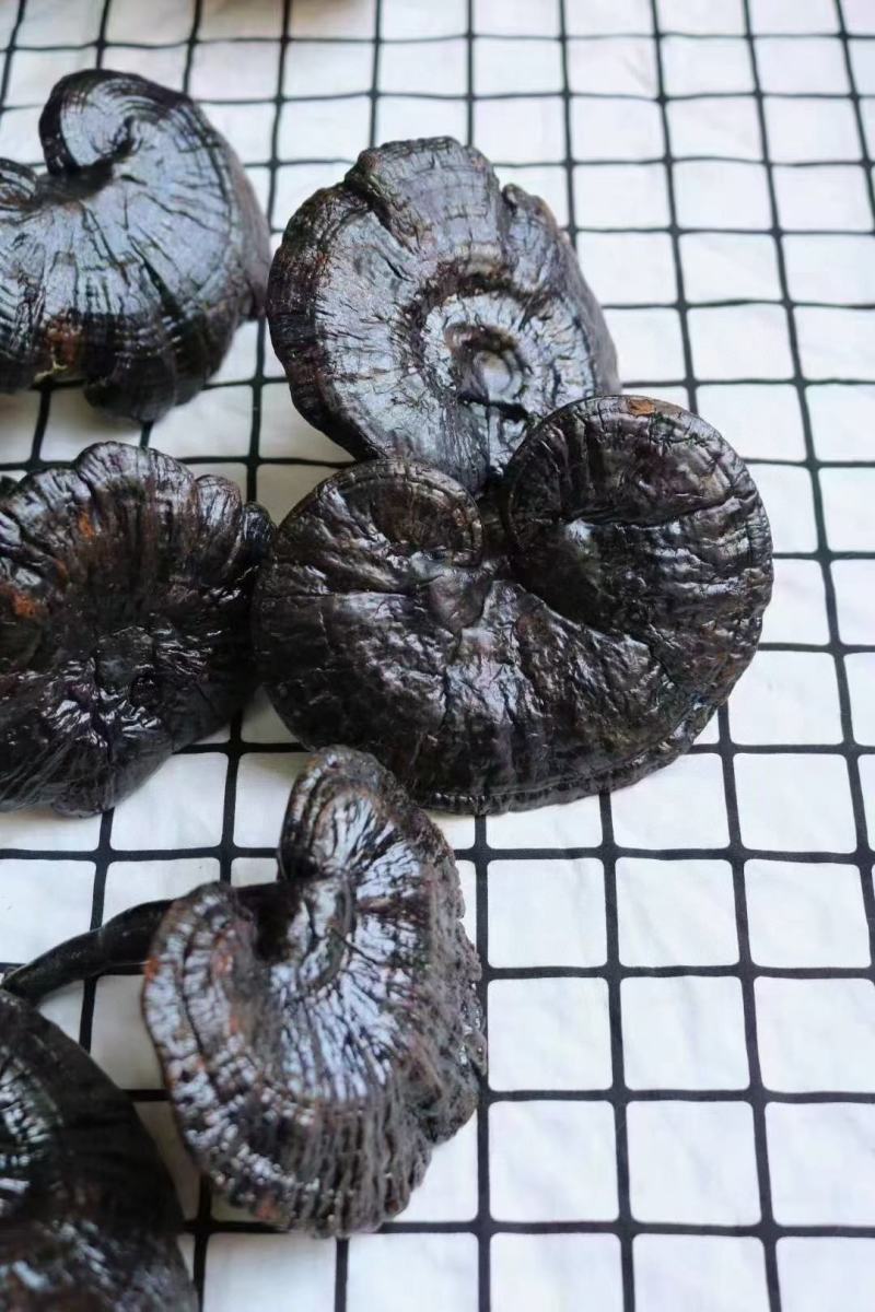 特级精选黑灵芝性价比高