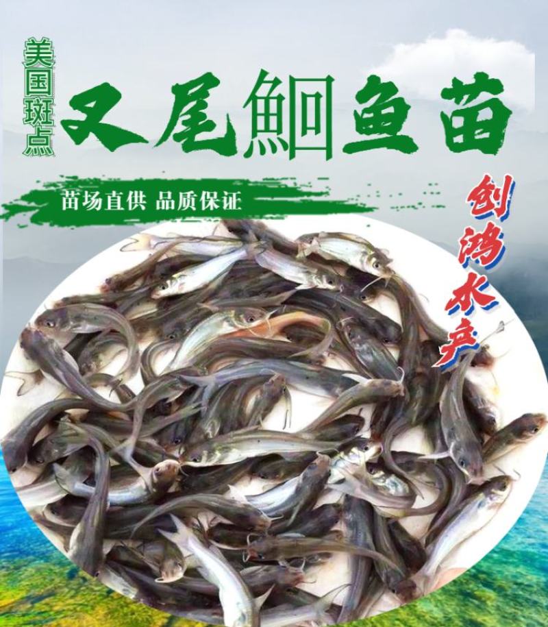 【优质精选】叉尾鱼苗美国斑点叉尾鮰鱼苗淡水鱼苗