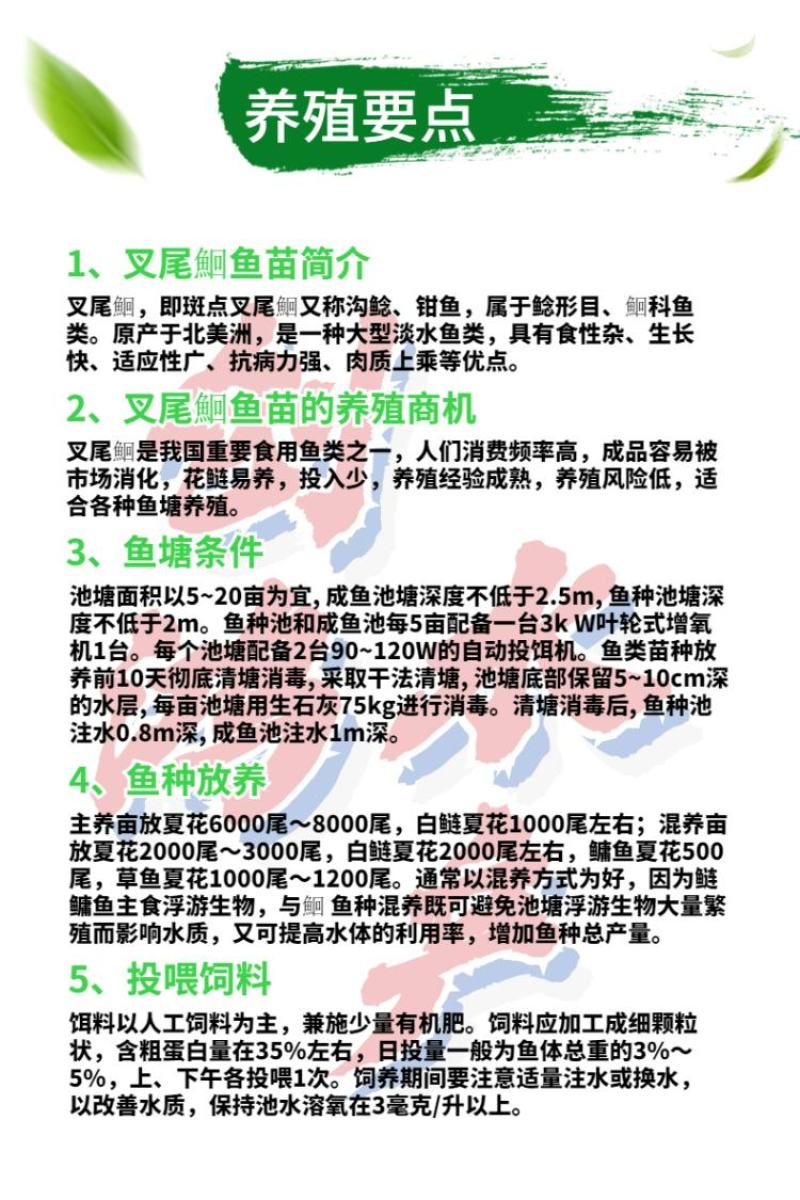 【优质精选】叉尾鱼苗美国斑点叉尾鮰鱼苗淡水鱼苗