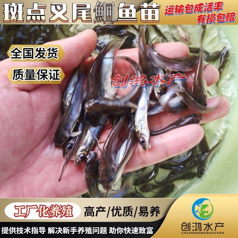 【优质精选】叉尾鱼苗美国斑点叉尾鮰鱼苗淡水鱼苗
