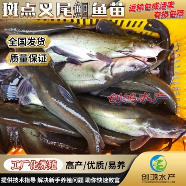 【优质精选】叉尾鱼苗美国斑点叉尾鮰鱼苗淡水鱼苗